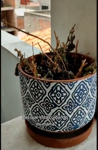 Encarga sus plantas y las terminan matando