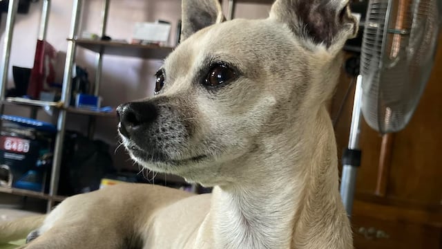 Ofreció boleto de Bad Bunny para que le regresen a su perrito