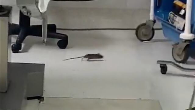 Graban ratas en clínica del ISSSTE en Santa Rosalía