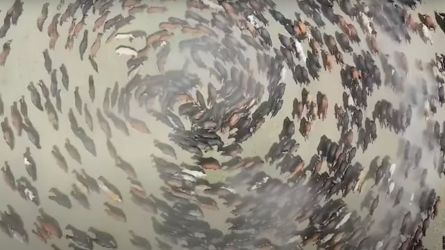 Caballos corriendo en círculos