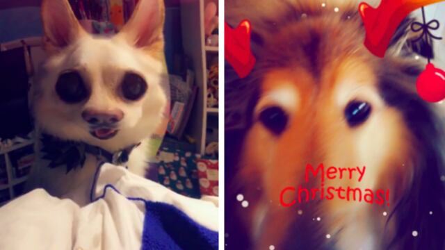 Así funcionan los filtros de Snapchat en rostros de perros.