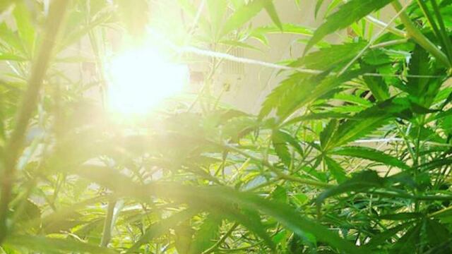 Florida permite que pacientes terminales accedan a la mariguana medicinal.
