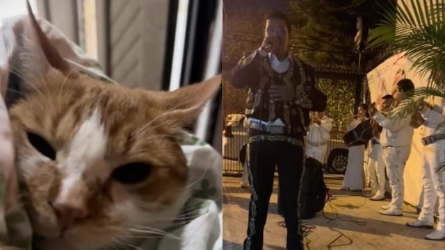 TikTok revela cómo le llevan una serenata a un gato