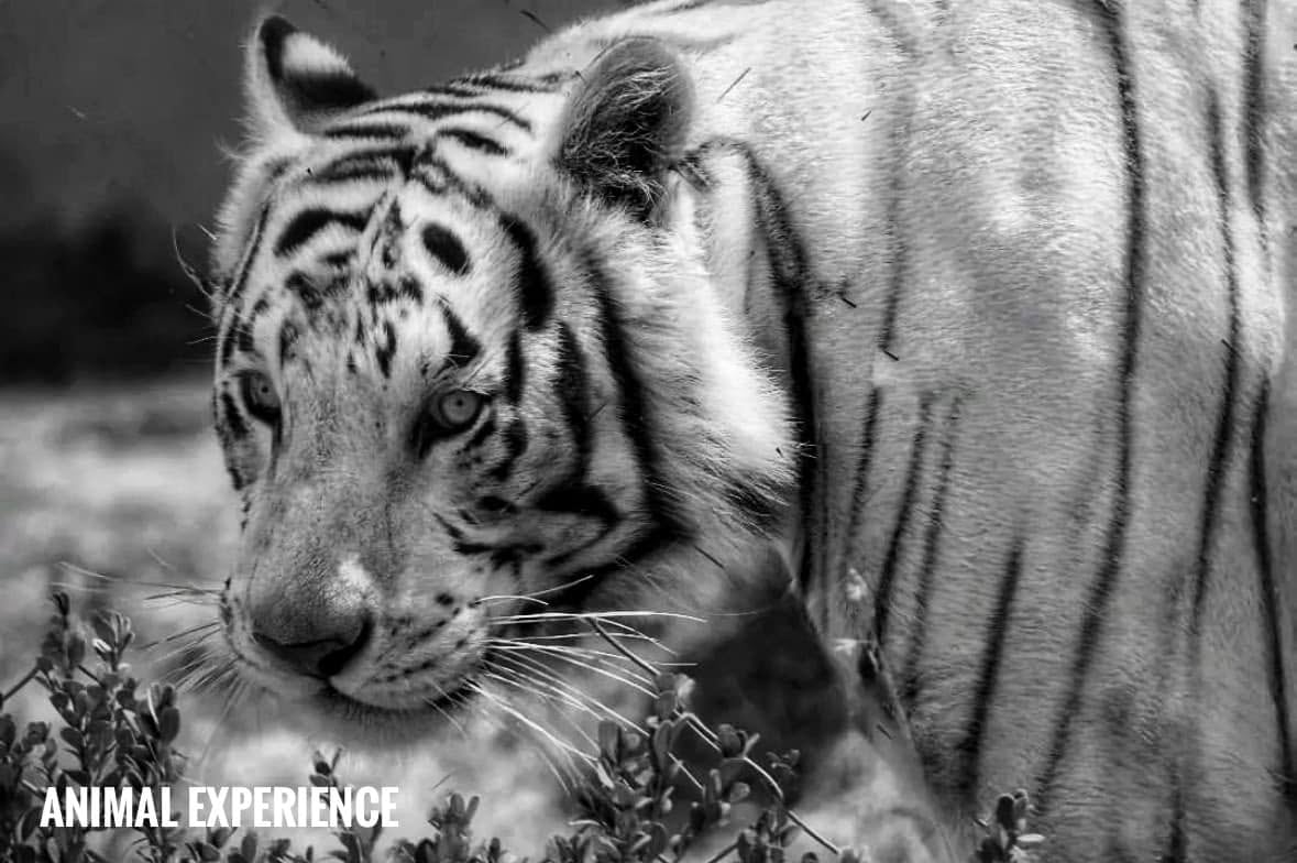 Kenzo de Animal Experience México
