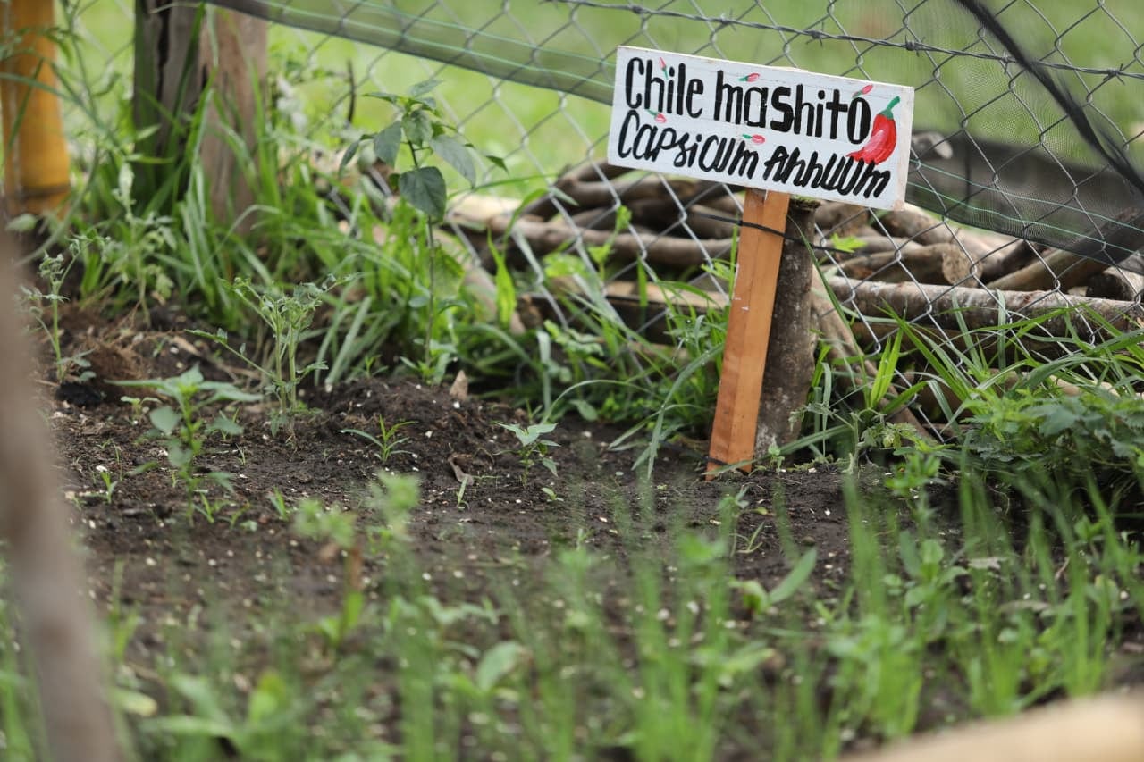 Sembrando Vida Tabasco impulsa economía de comunidades rurales