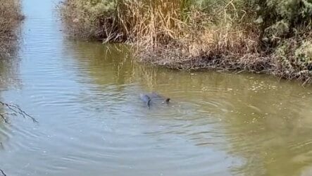 Delfines en Navolato, Sinaloa