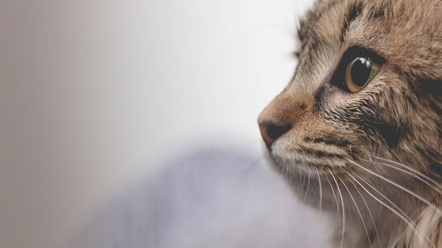 Gatito