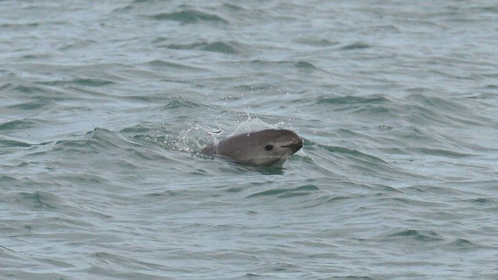 ¿Cuántas vaquitas marinas quedan en el mundo?