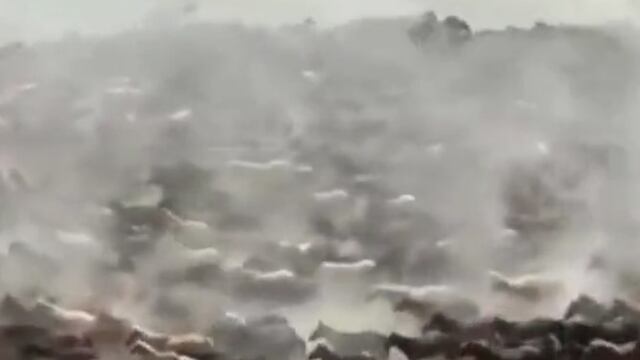 Caballos corriendo en círculos