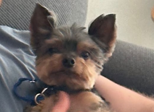 Yorkie, perrito de Maryfer Centeno