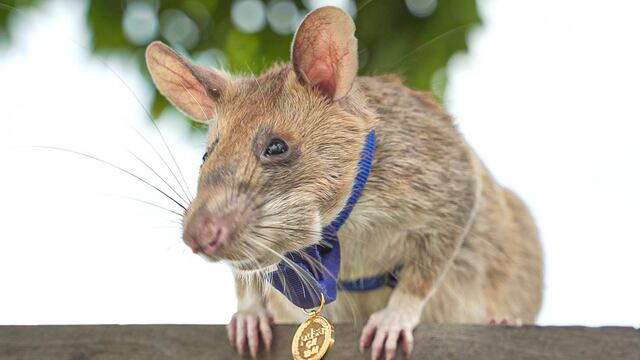 Magawa, la rata héroe que detectaba minas terrestres