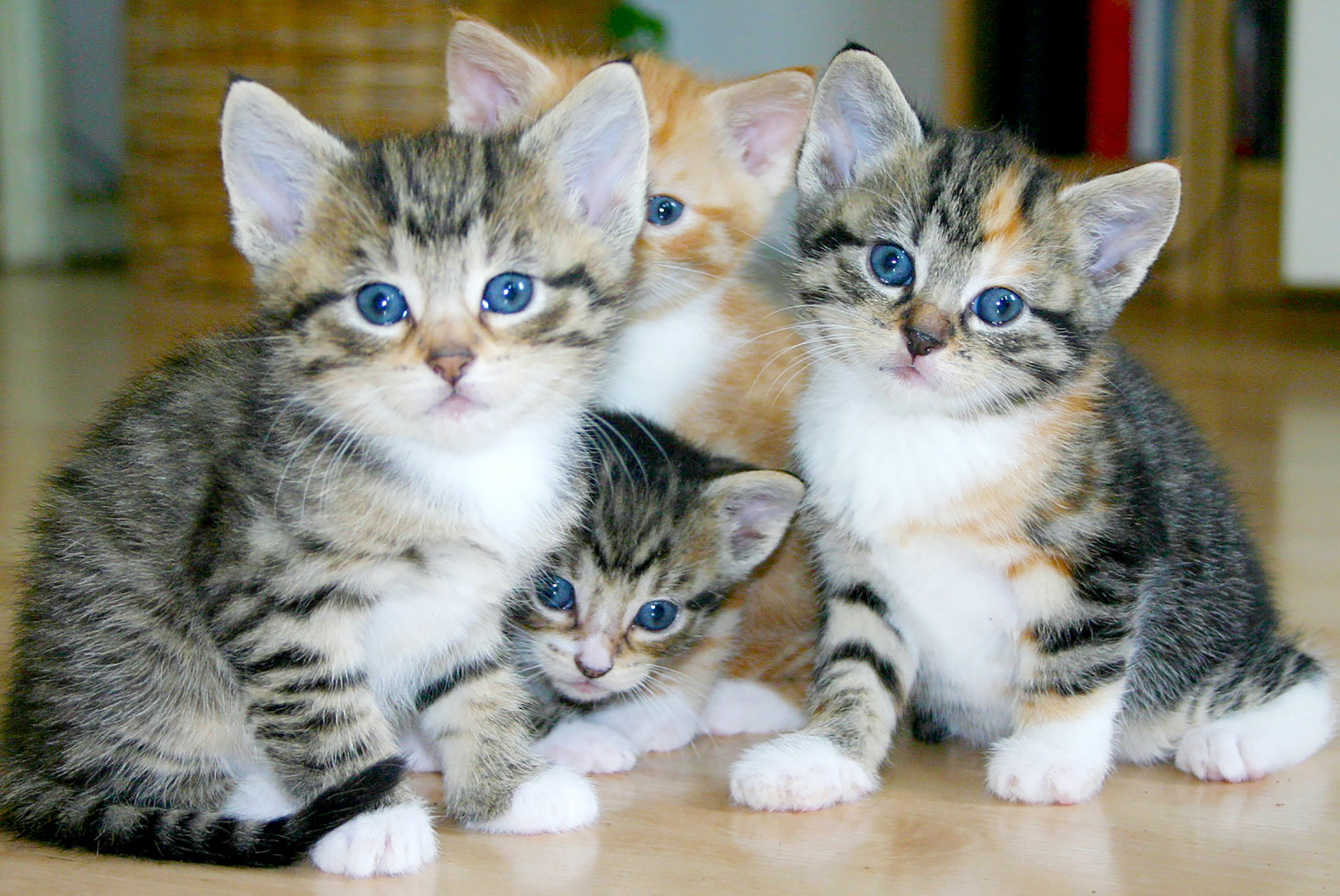 Gatos