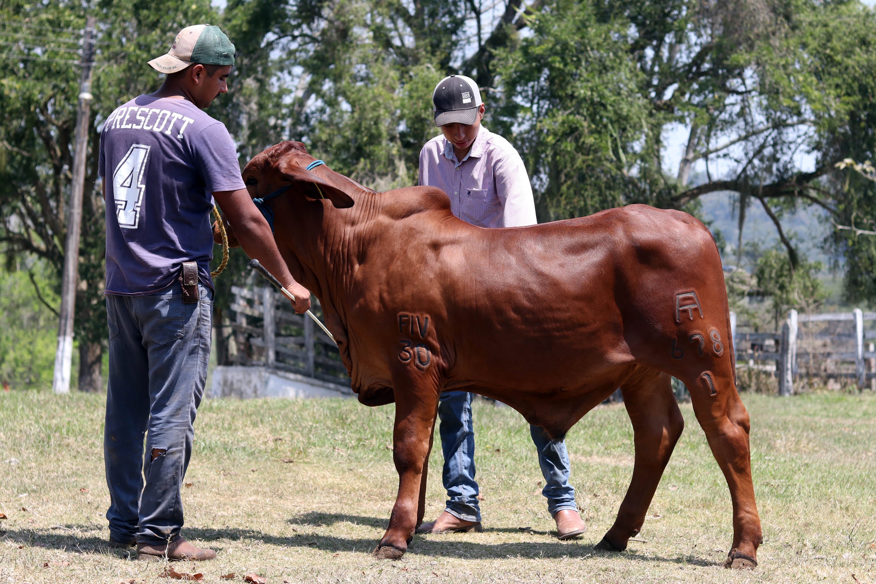 Rabia bovina.