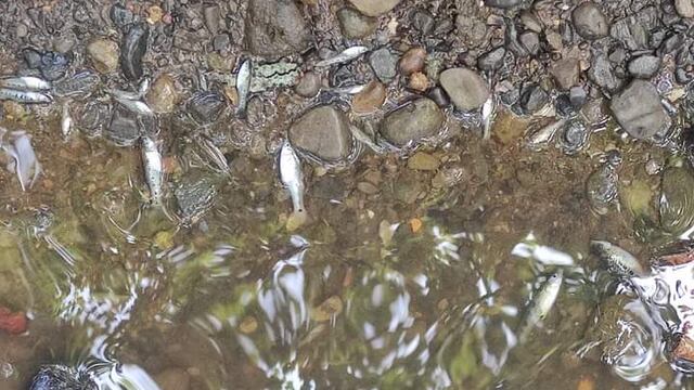 Huasteca de Hidalgo preocupa por decenas de peces muertos