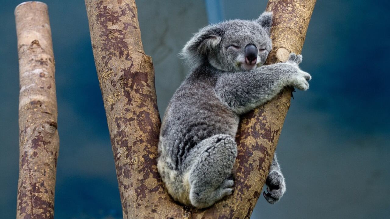 Koala