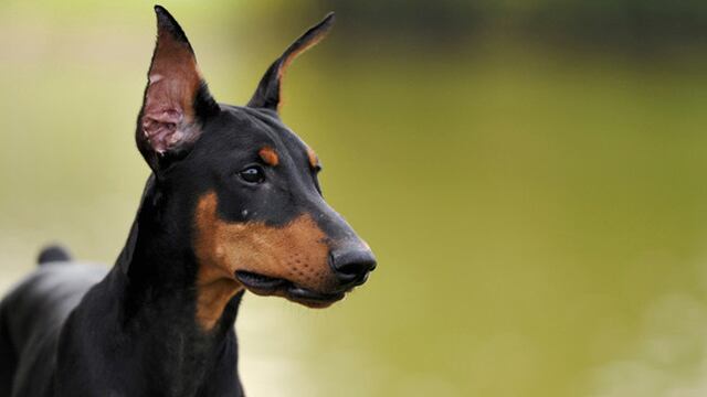 En Miguel Hidalgo un perro mordió y mató a un niño; autoridades investigan a quien cuidaba del menor.