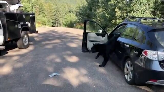 Oso