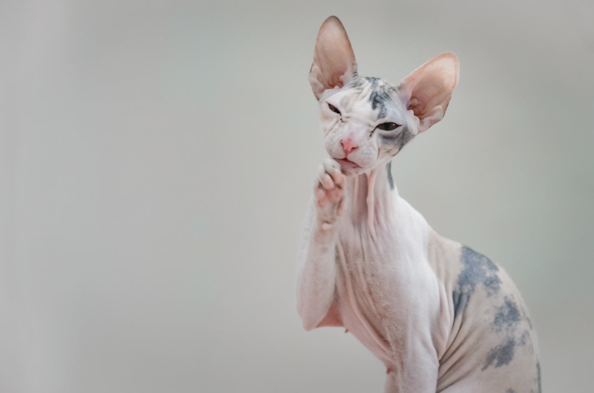 gato egipcio