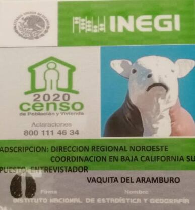 Vaquita de Aramburo