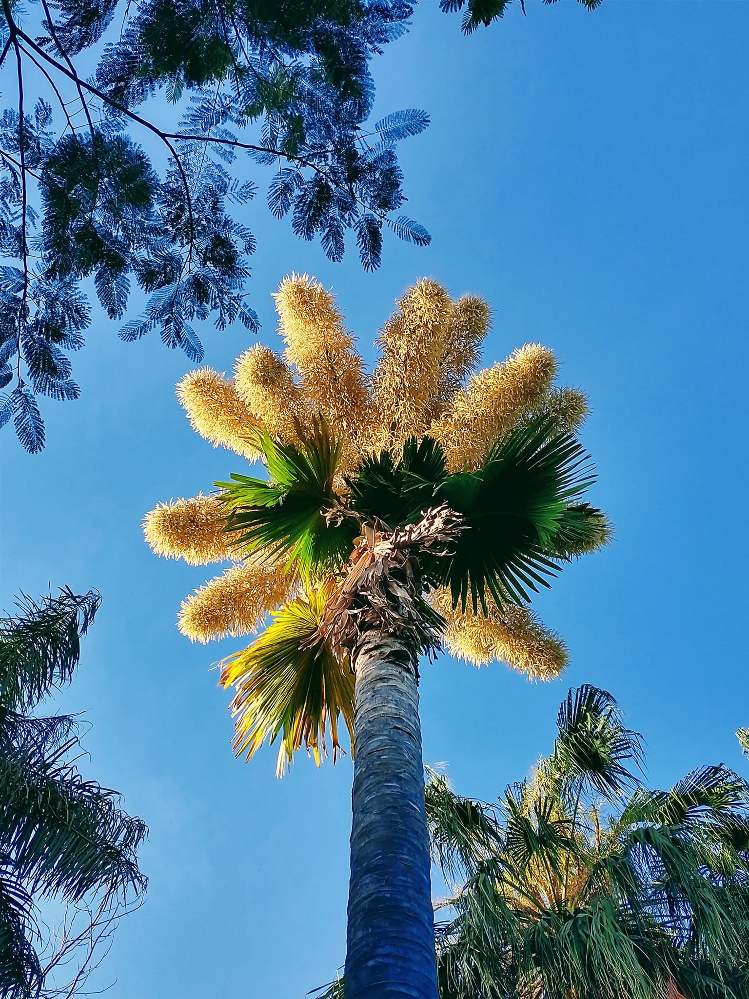 Palma Talipot: Jardín Botánico de Culiacán