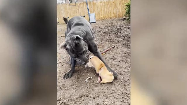 Chihuahua y Mastín Italiano