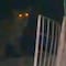 VIDEO: Captan a jaguar merodeando casa en Cancún y le están echando la culpa al Tren Maya