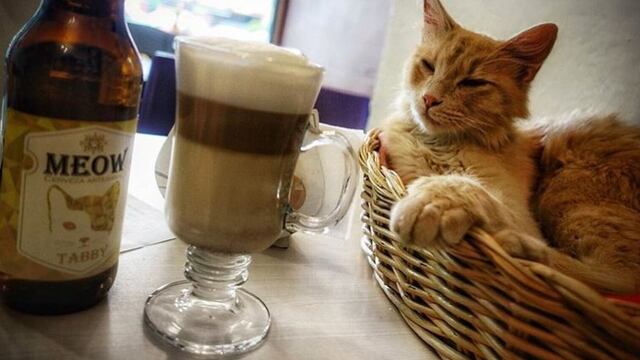 Catfecito: una cafetería para los amantes de los gatos