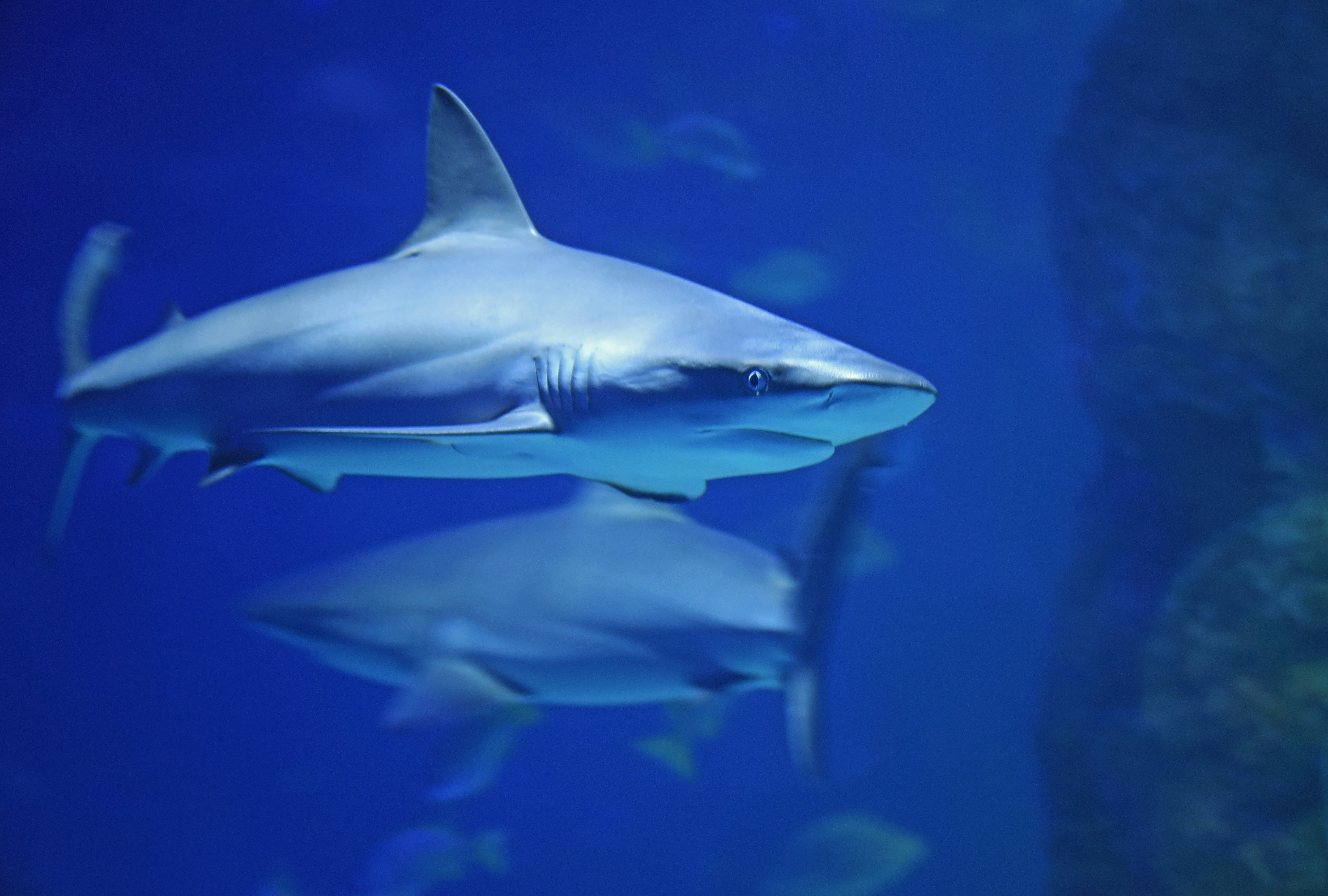 Tiburones de arrecife