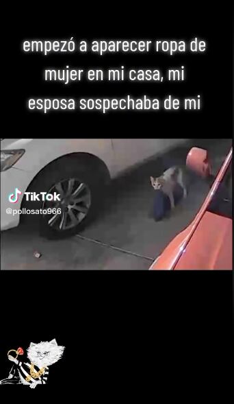 Su gato le llevaba ropa de mujer a su casa y lo estaba metiendo en problemas