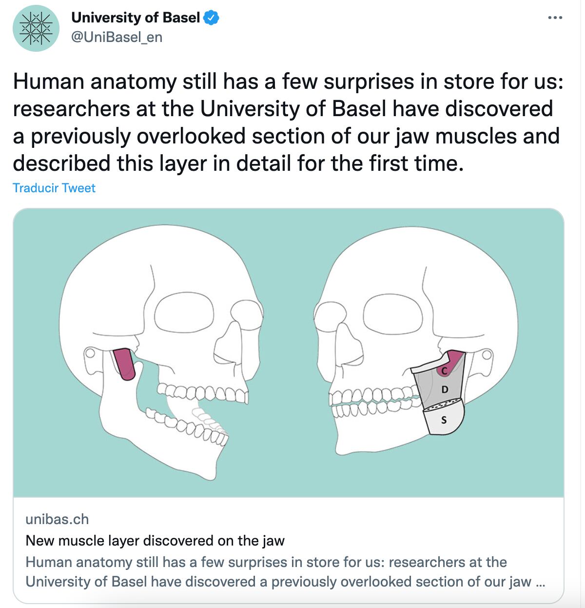 'Musculus masseter pars coronidea' se le ha llamado a la nueva parte del cuerpo descubierta