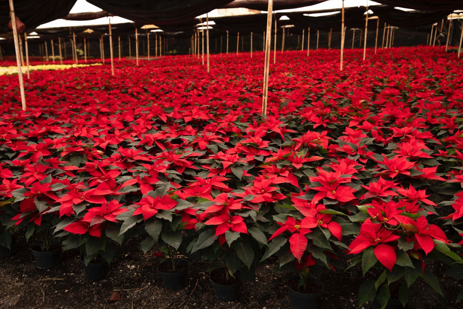 Michoacán reafirma su papel como segundo mayor productor de Nochebuena en México