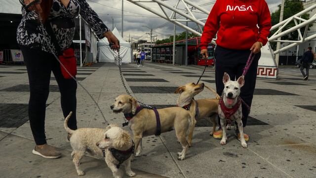 Puebla aprueba una dura condena a quienes maltraten animales