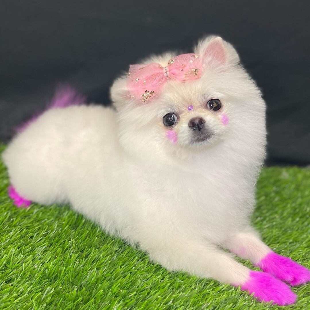 Bella, la cachorra de Ninel Conde.