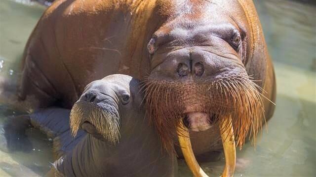 Ambos permanecen 24 horas bajo cuidado con el equipo de cria para fortalecer su vínculo y que crezcan sanos.