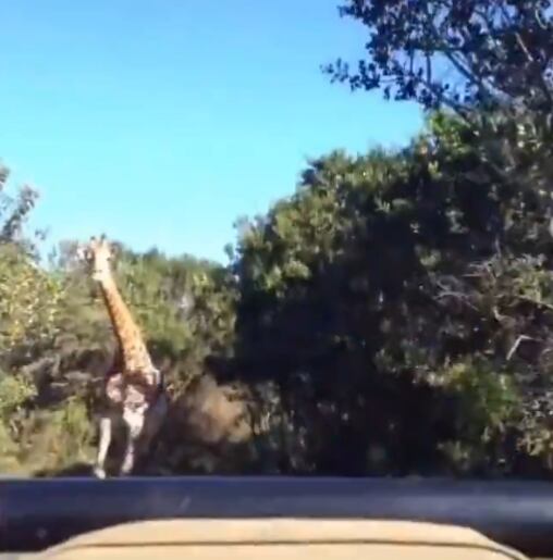Jirafa aterrorizando a turistas en una persecución