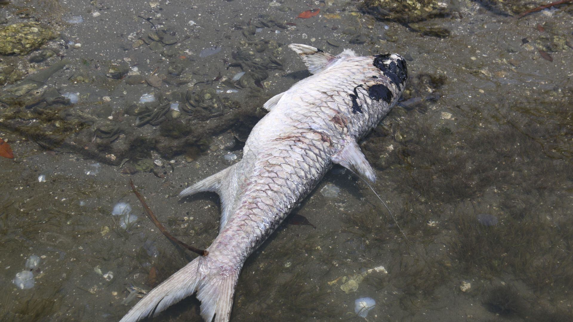 Mancha de petróleo cubre 230 km del litoral de Veracruz y Tabasco; afecta 39 comunidades