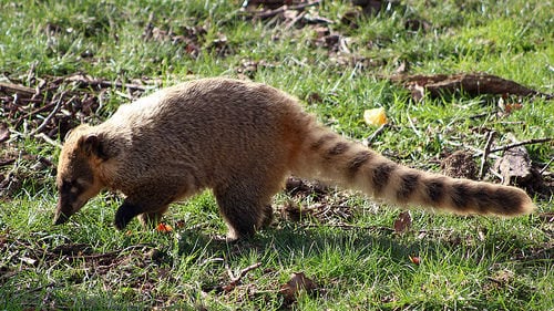 Coatí