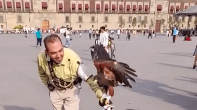 Un hombre sostiene a un águila en el Zócalo capitalino.