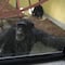 Chimpancé regresa a vivir a zoológico luego de recibir tratamiento contra la depresión