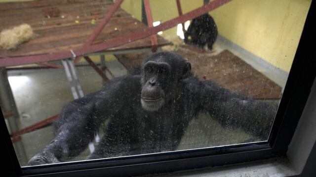 Boris Grdanoski / AP