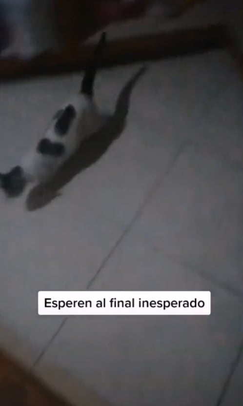 Intenta sacar un gato que se metió a su casa, abre la puerta y se le cuela otro