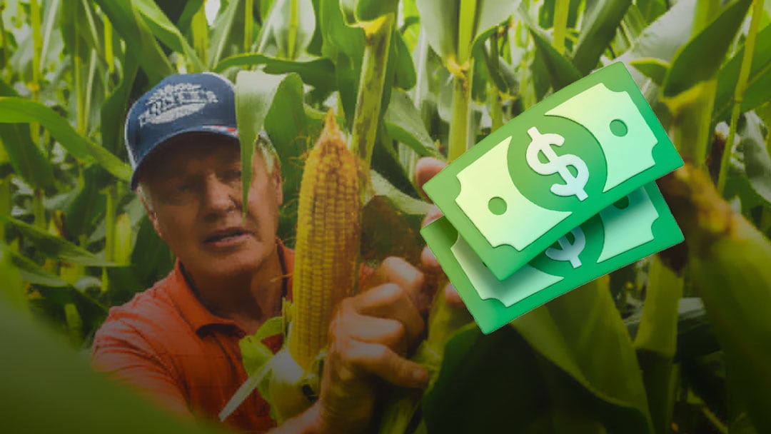 Productores de maíz piden aumento en el precio de la tonelada