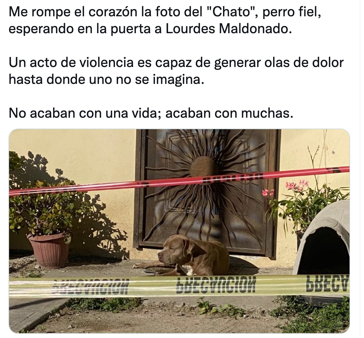 'Chato', perrito de Lourdes Maldonado