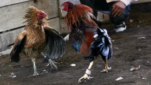 Pelea de gallos