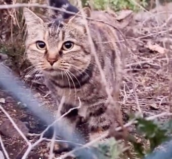 Se reencuentra con su gatita