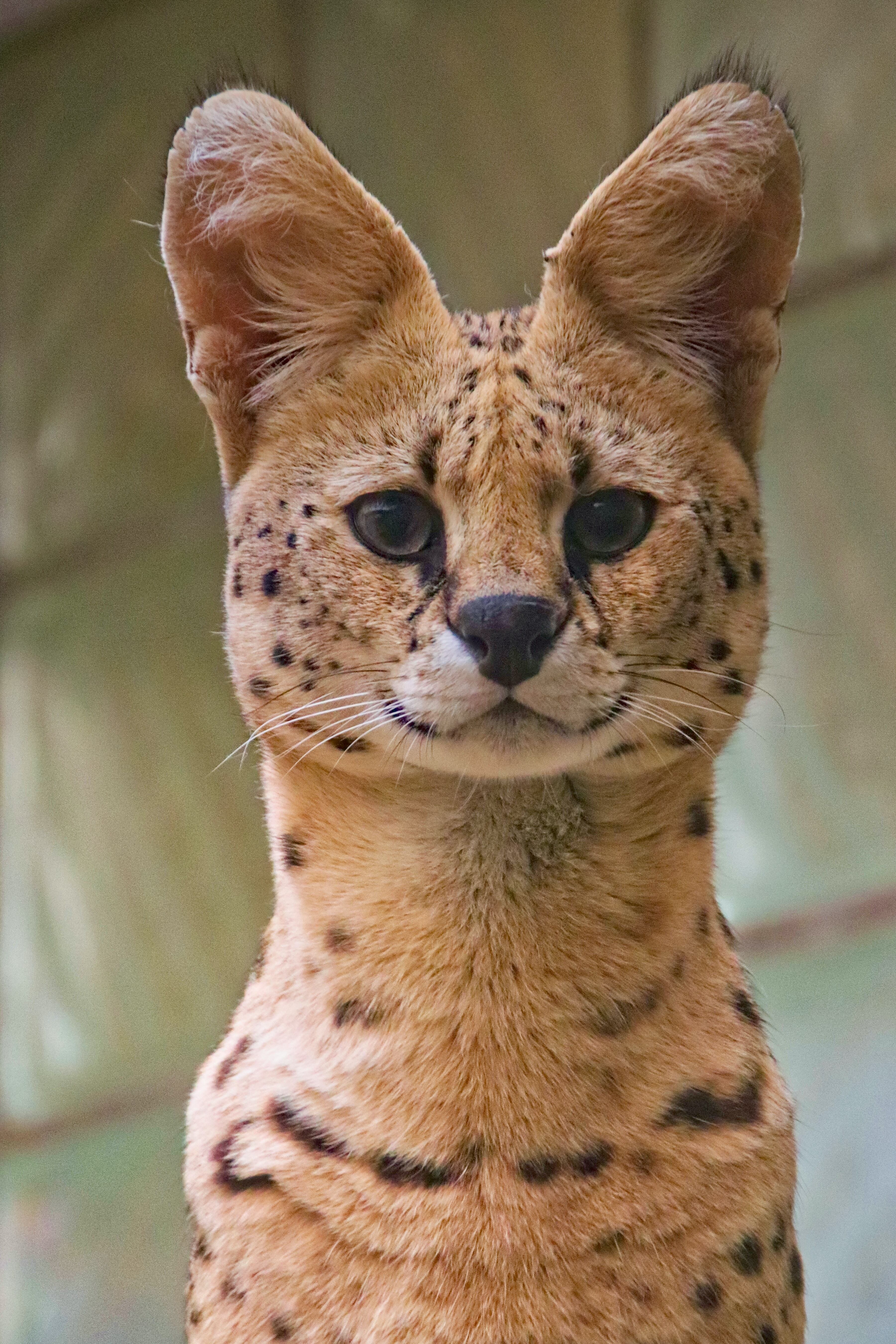 Gato Salvaje