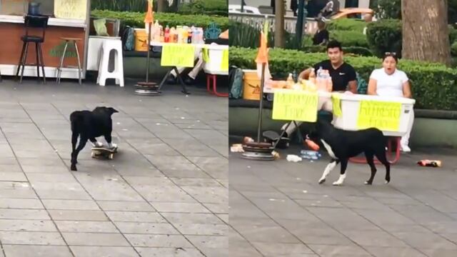 Perrito choca su patineta