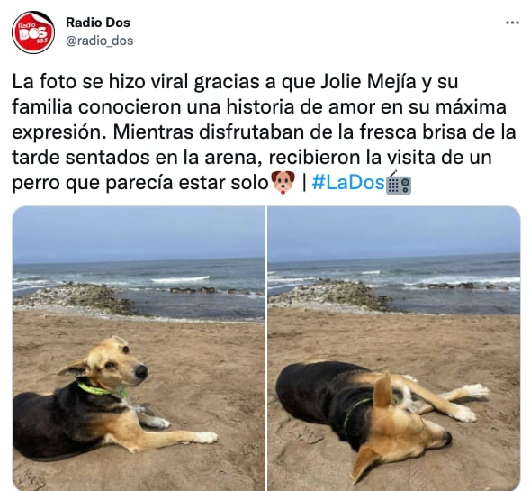 Perrito espera a su dueño frente al mar