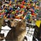 ¿Qué se celebra el 28 de enero? Hoy es Día Internacional del LEGO, Día por la Reducción de Emisiones de CO2, Día del Gato Montés Sudamericano y más