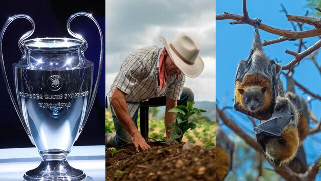 Hoy 17 de abril se llevarán a cabo dos partidos de la Champions League, es Día Mundial de la Lucha Campesina y Día de la Apreciación de los Murciélagos